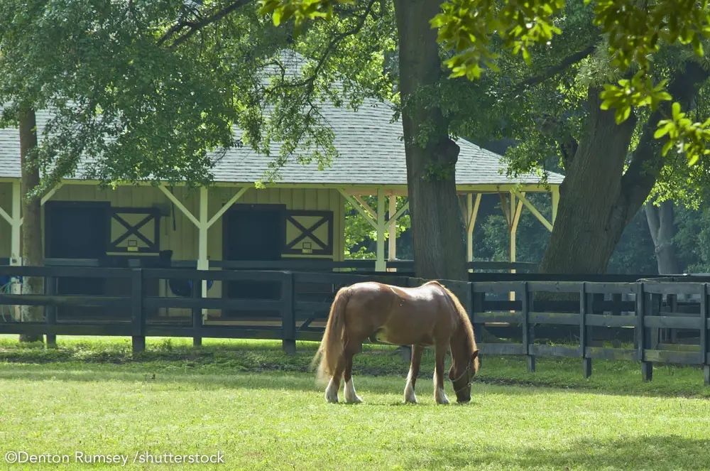 horse grazing in front of barn