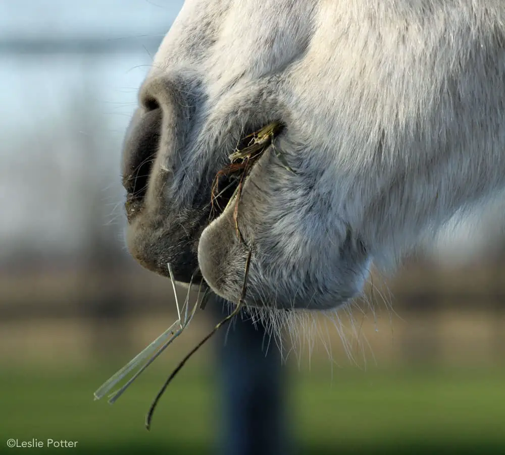 horse hay muzzle closeup