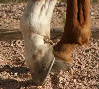 horse hooves 200