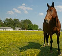 horse in field 200