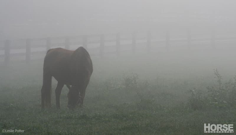 horse in fog 800 1