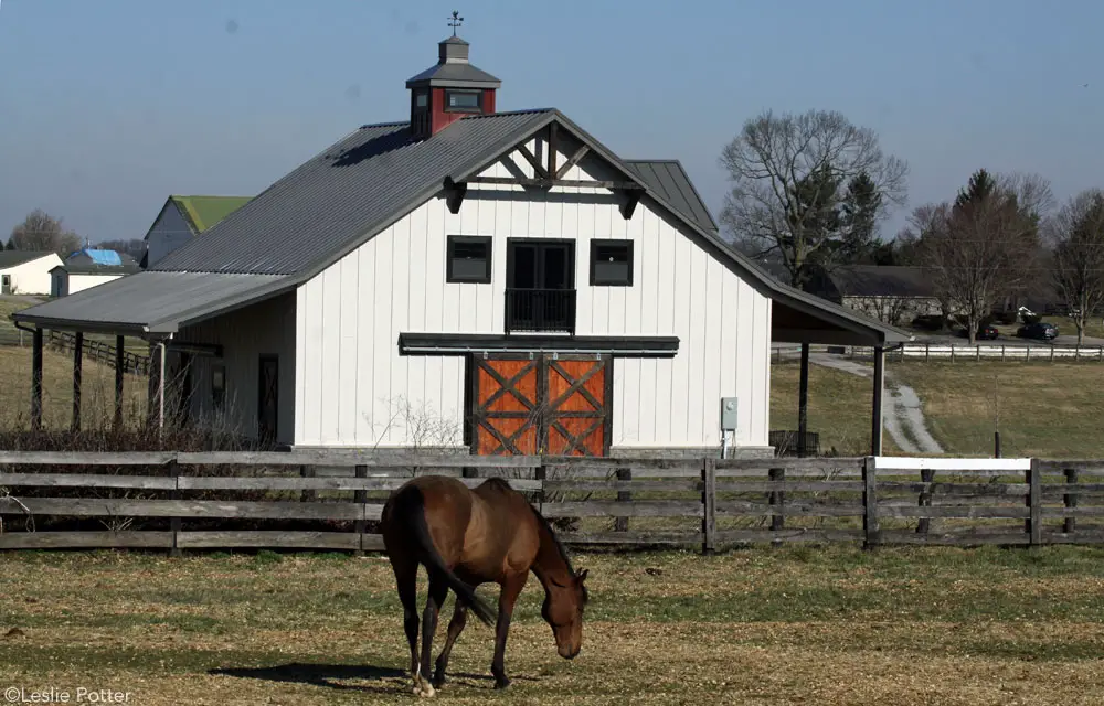 horse in front of barn 1000