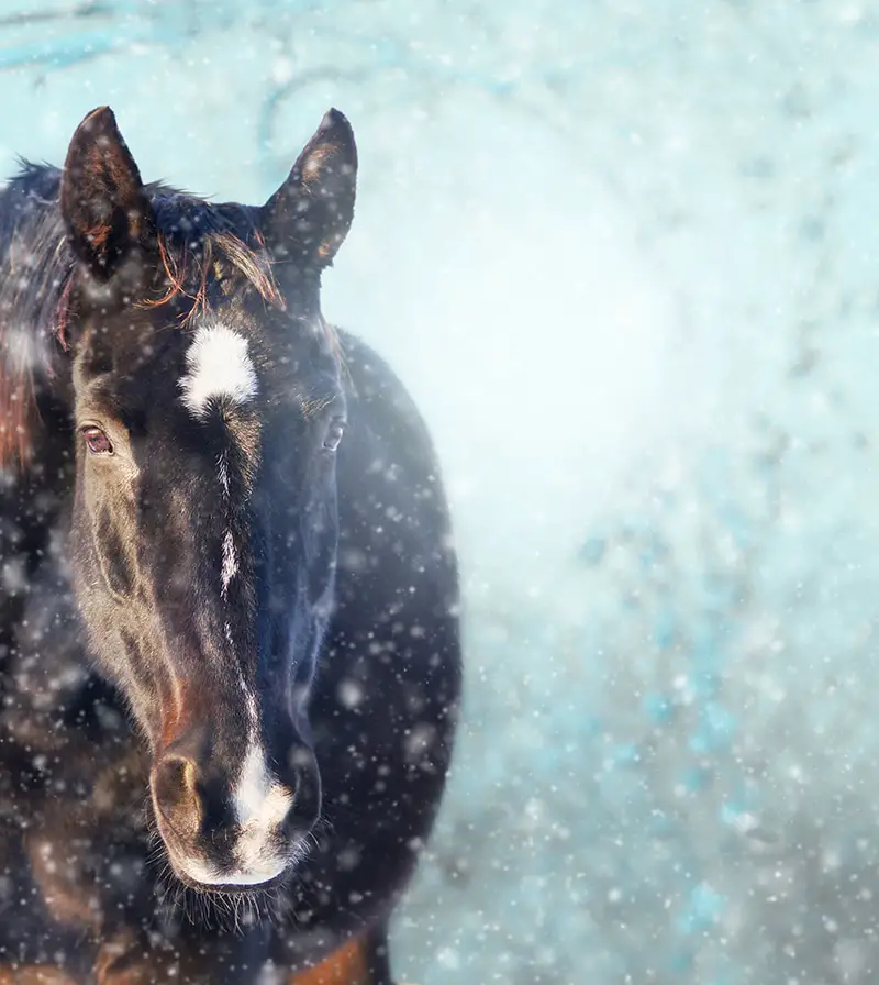 horse in snow flurries