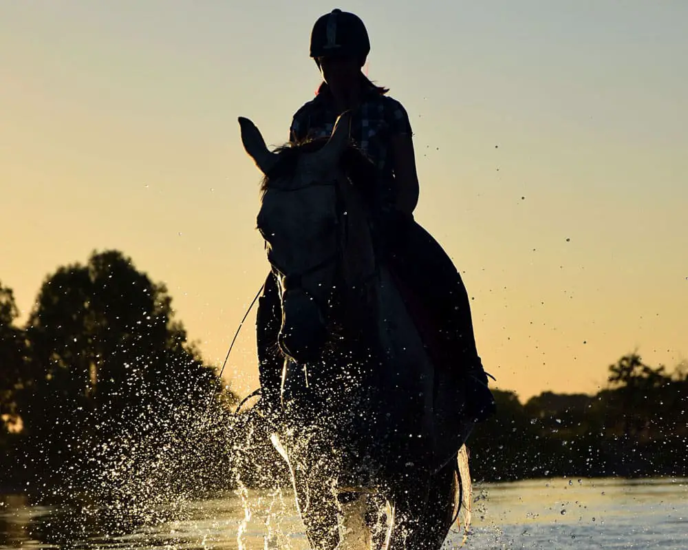horse in water silhouette horizontal