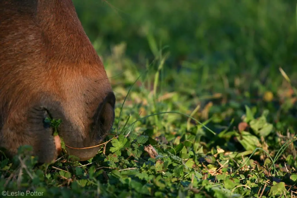 horse muzzle grazing closeup