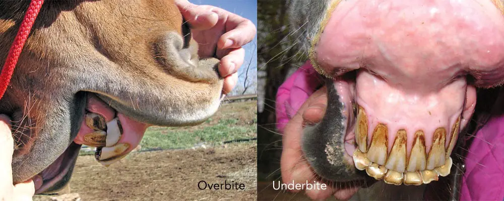 horse overbite underbite