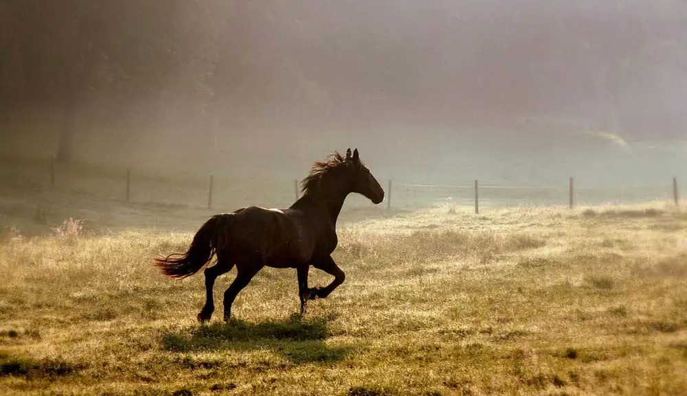 horse running away 1000 1