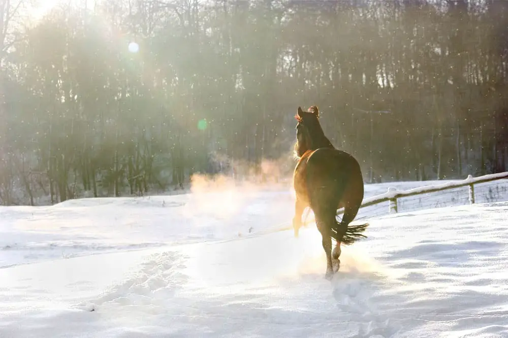 horse snow sunlight