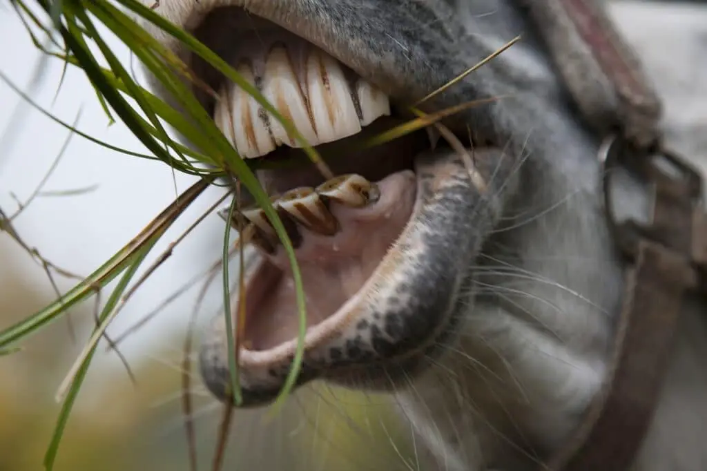 horse teeth eating grass