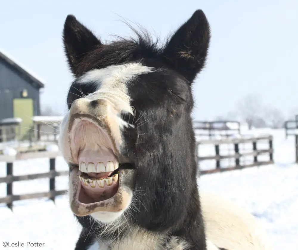 horse teeth winter