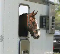 horse trailer 200
