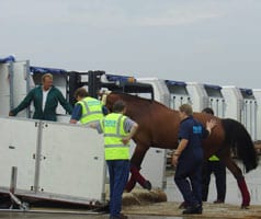 horse transport 1