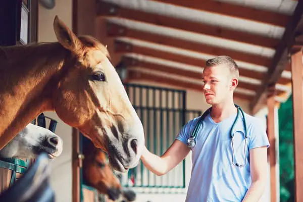 horse veterinarian ss
