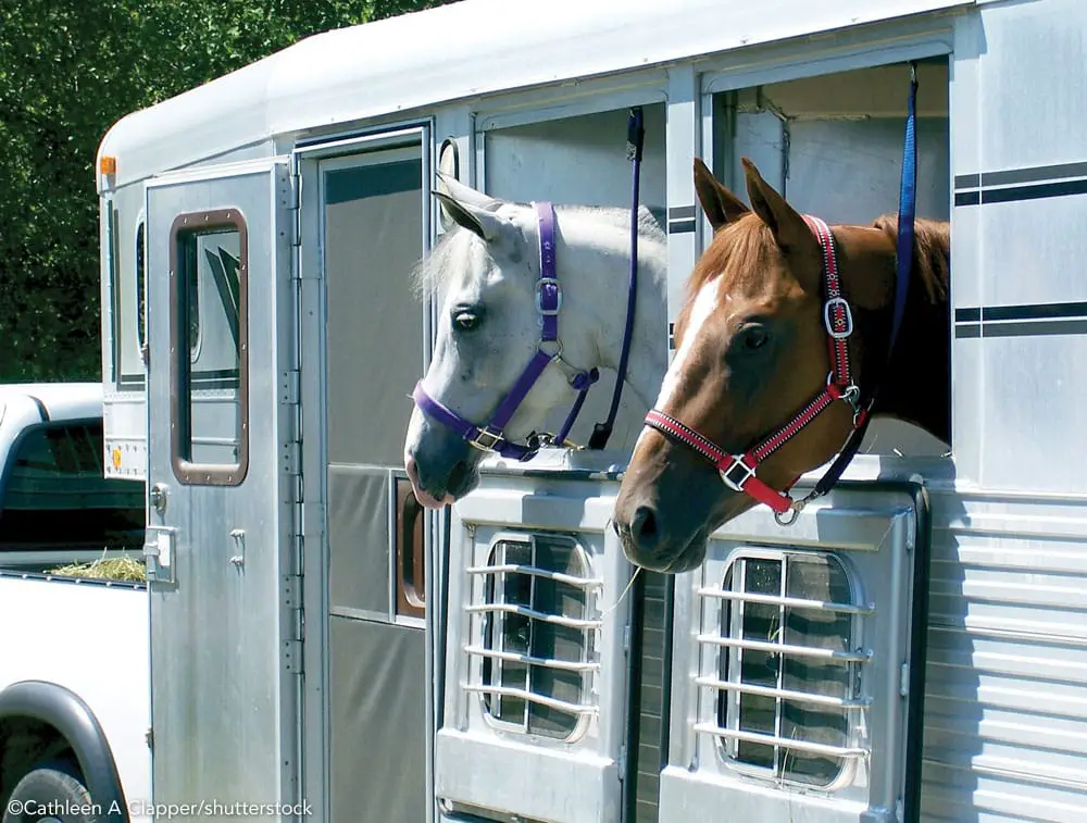 horses in trailer ss