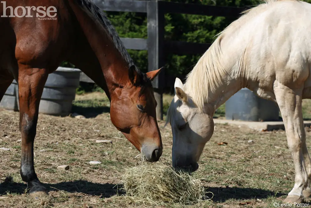 horses sharing hay 1000