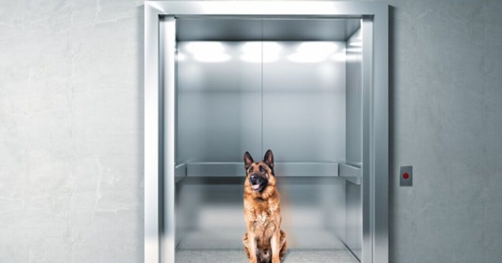 how to teach your dog to calmly ride in an elevator