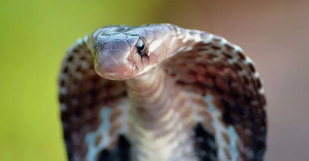 indian cobra
