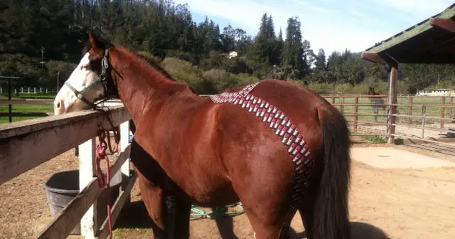 kinesiology tape for horses 1