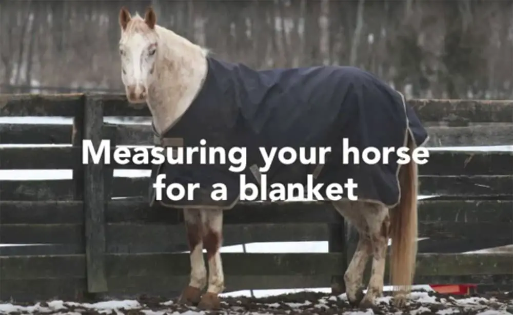 measuring your horse for a blanket
