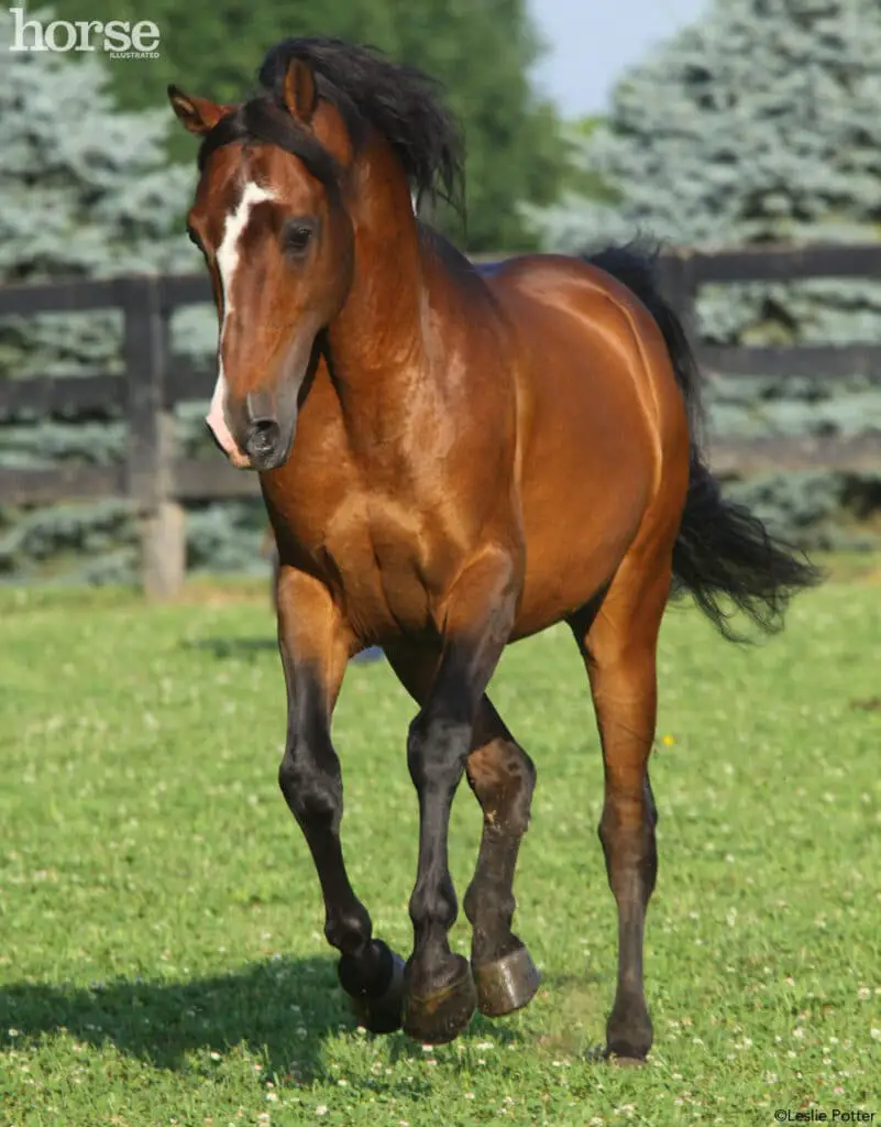 morgan horse in field