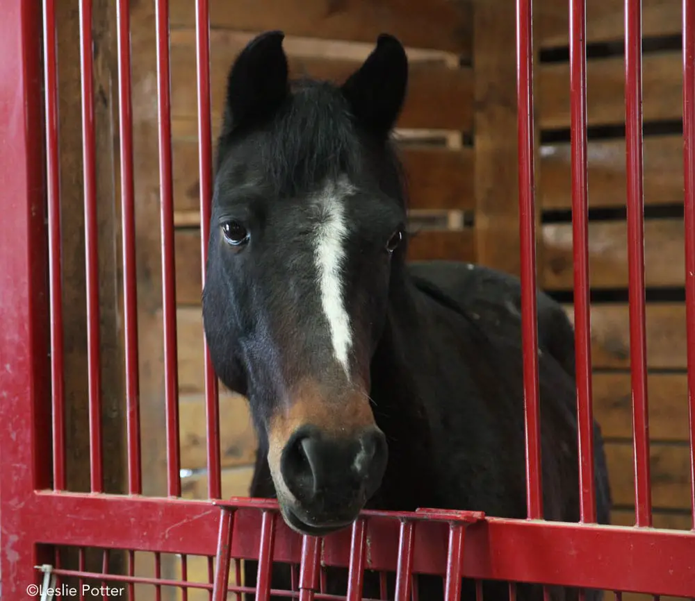 morgan horse in stall