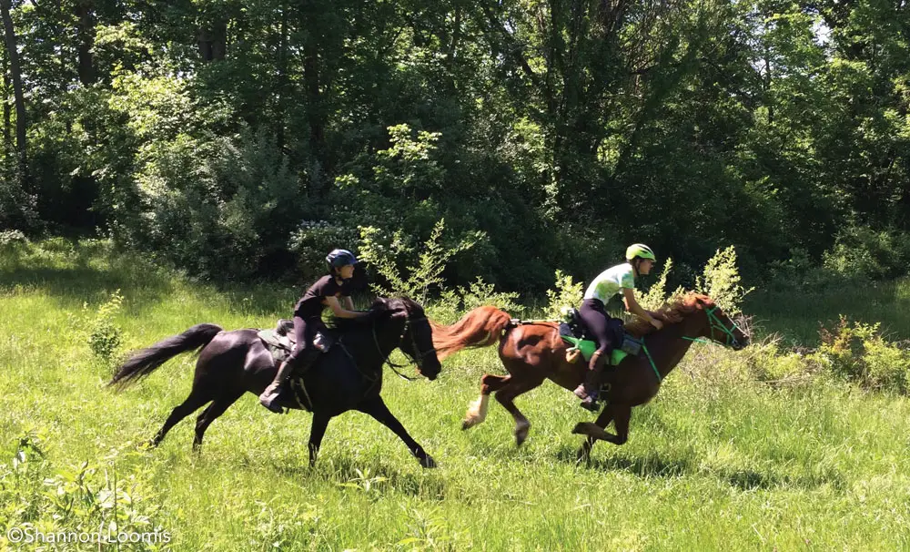 morgan horses gallop