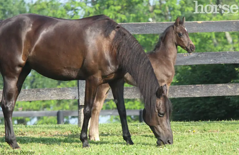 morgan mare and foal 800