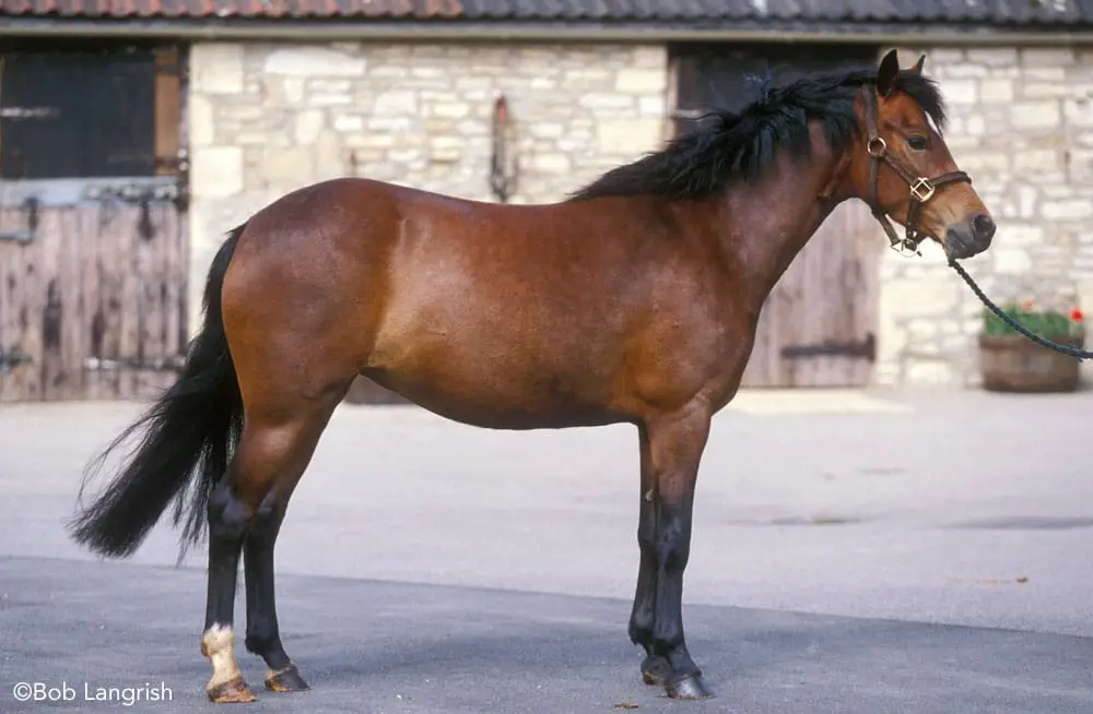 new forest pony conformation bl