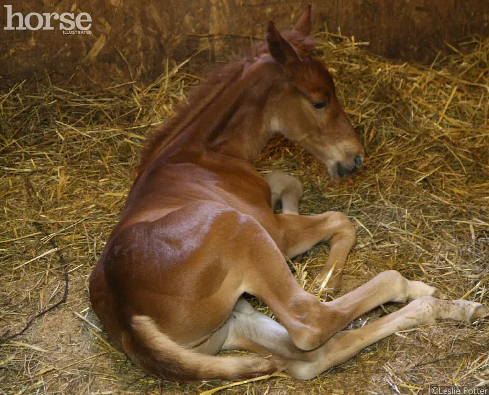 newborn foal 1000