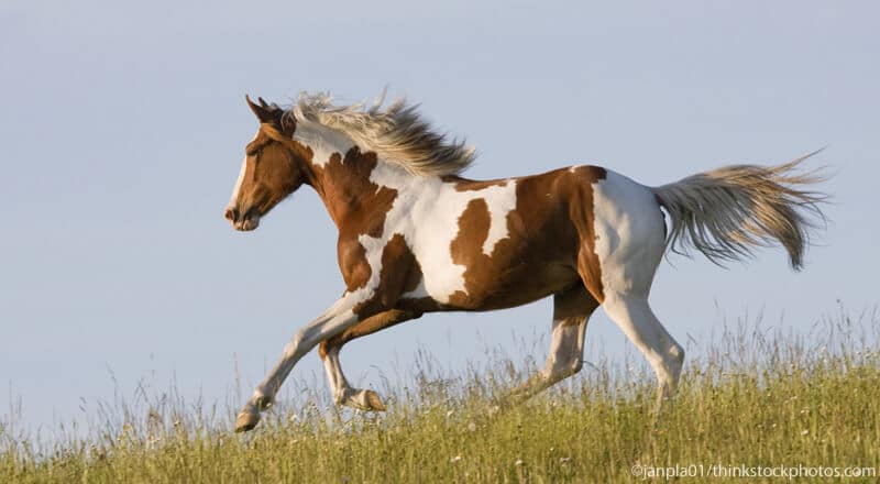 paint horse running 77