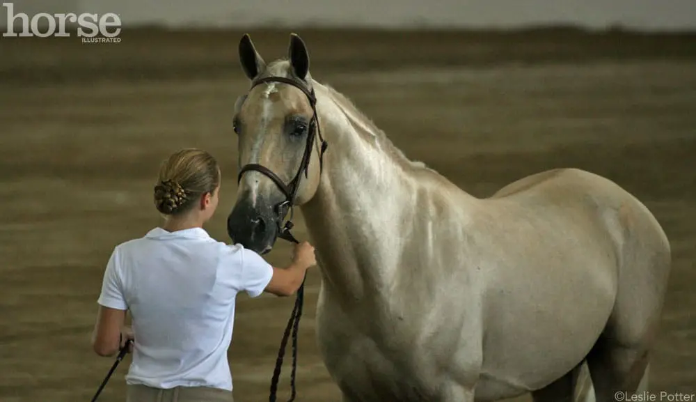palomino sport horse in hand