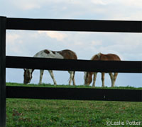 pasture fence 200
