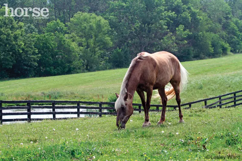 pasture kept horse 800