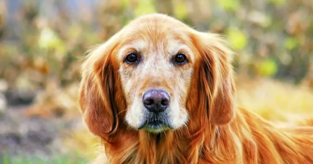 physical changes to expect in older dogs