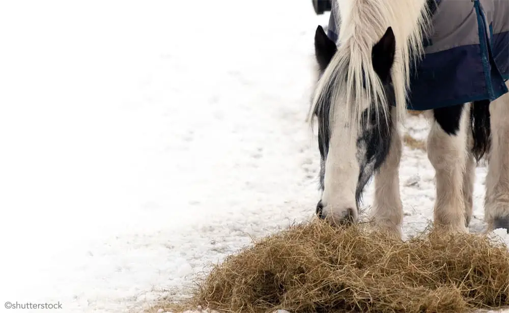 pinto horse snow hay 1000