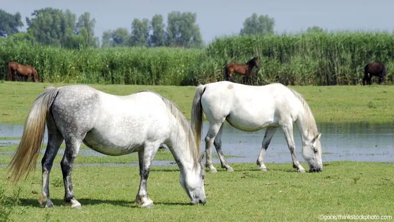 pond horses 800 1