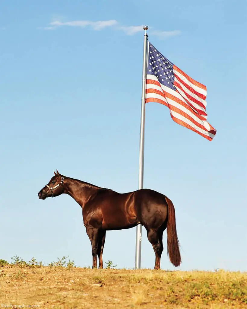 quarter horse american flag 1000