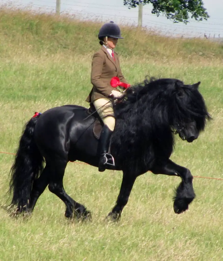 ridden dales pony stallion