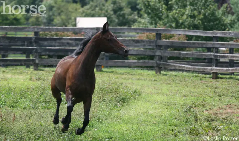 running horse in pasture