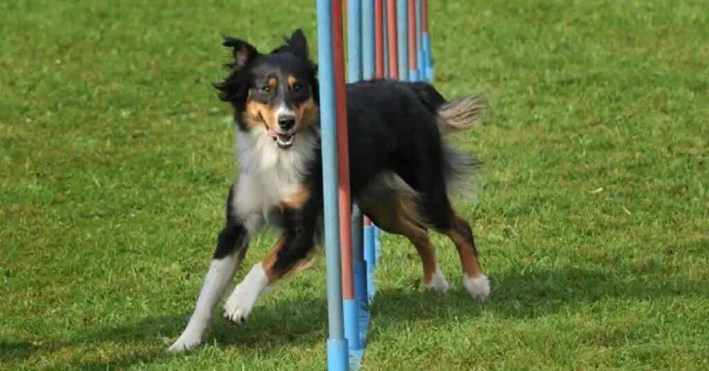 school s in session 101 introduction to agility training for dogs