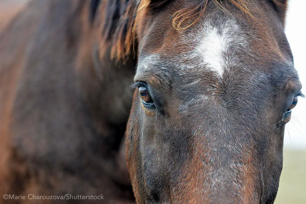senior horse close up ss