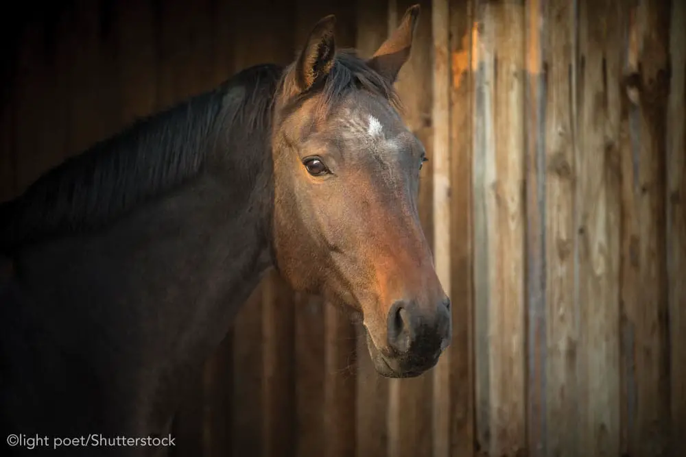 senior horse in barn ss