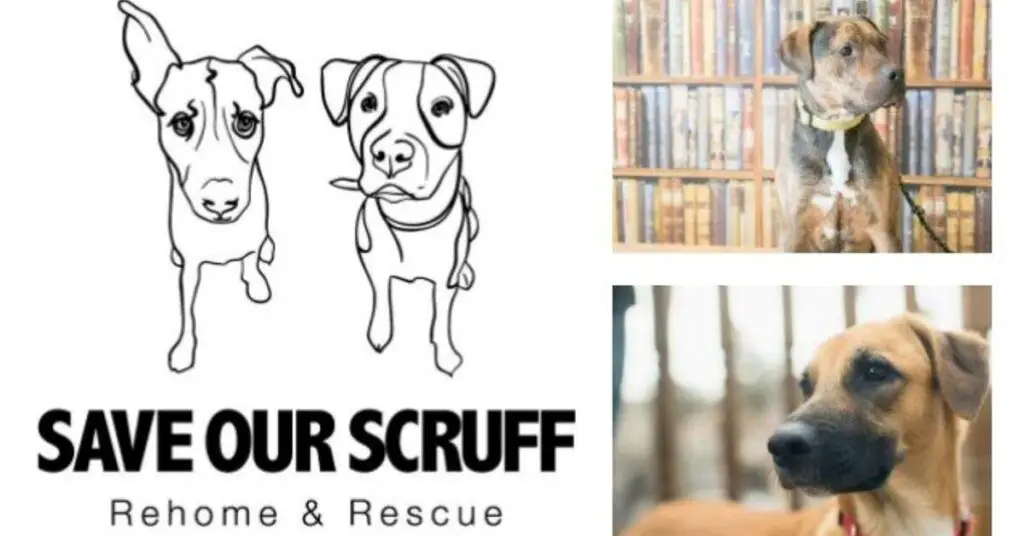 shelter spotlight save our scruff