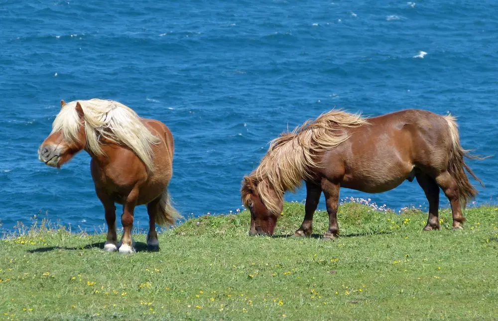 shetland ponies coast flickr