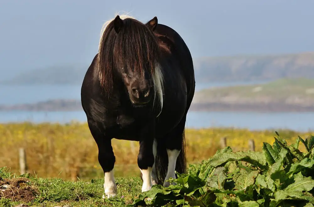 shetland pony forelock flickr