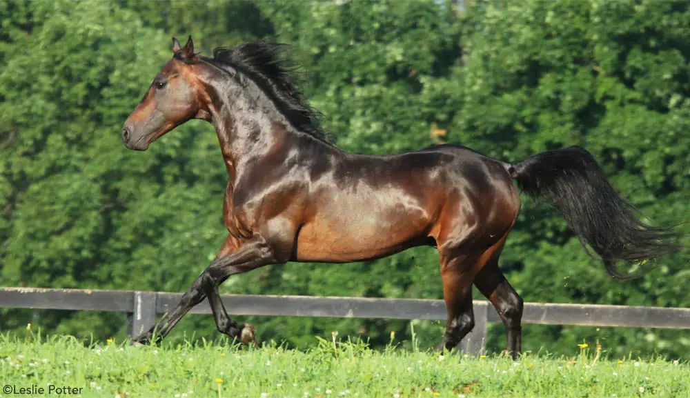 shiny morgan horse 1000