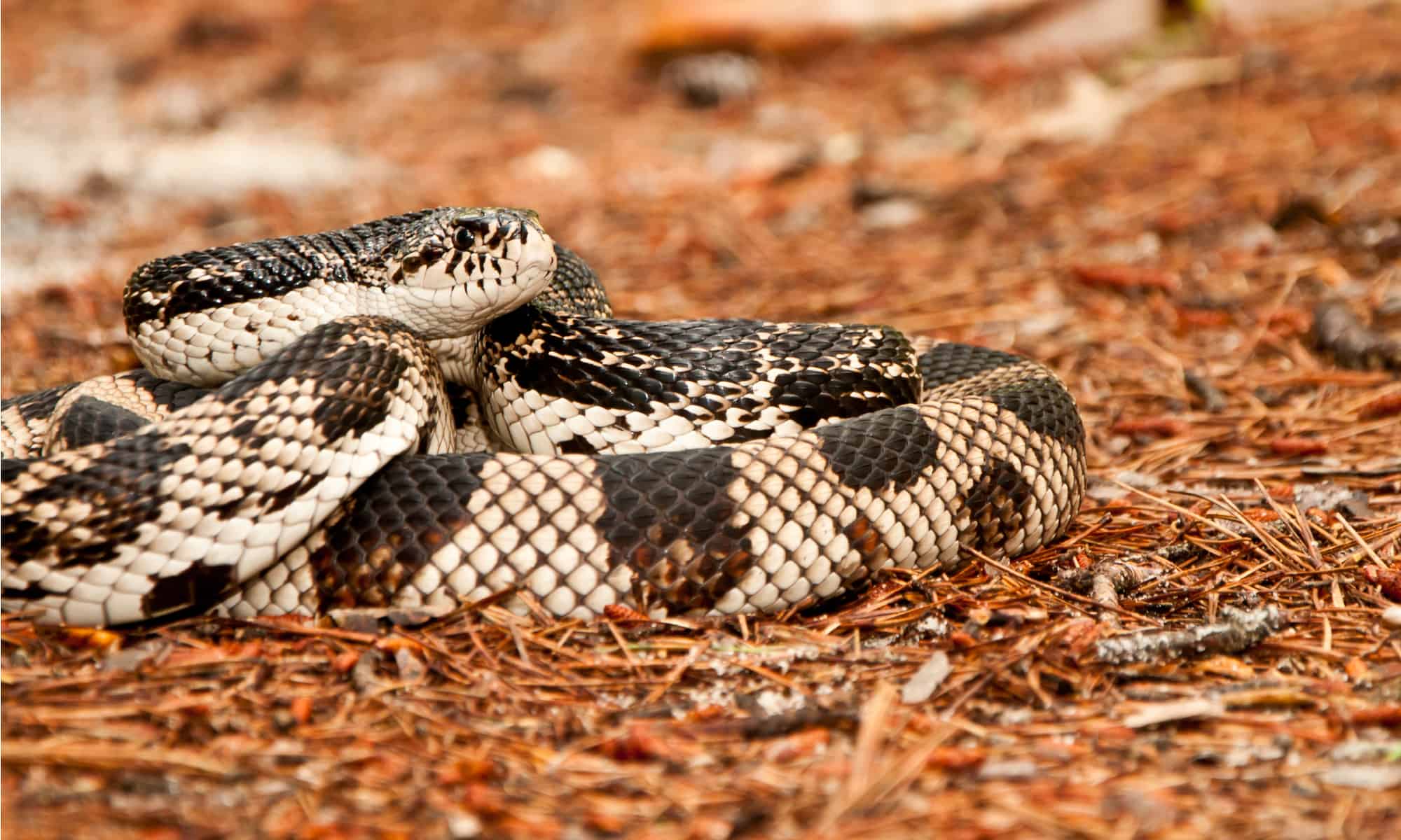 Serpent Des Pins Venimeux