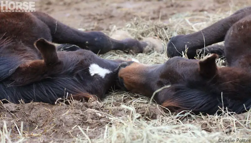 sleeping foals 800