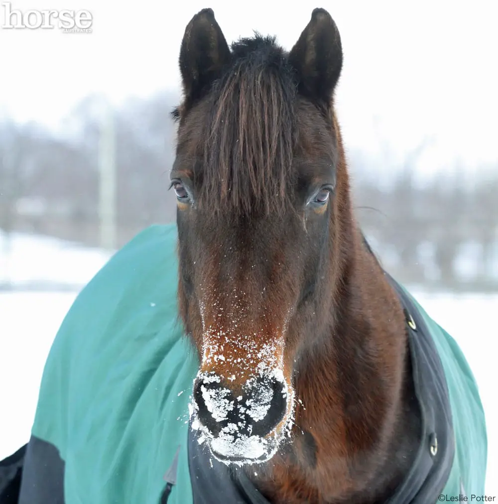 snowy muzzle horse 1000