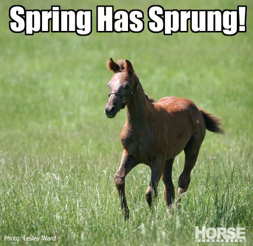 spring foal